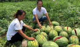 甘肃陇南网红吃瓜事件,一场网络舆论的发酵与反思
